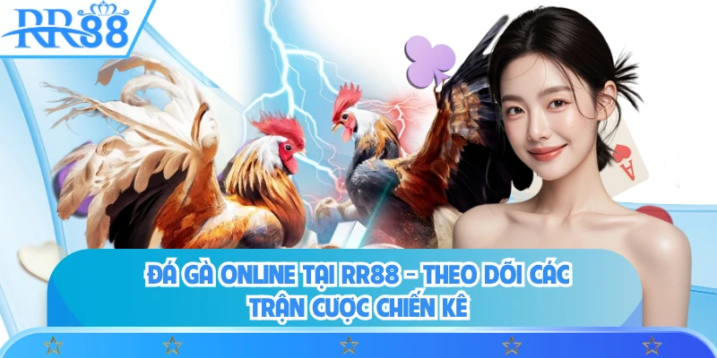 Đá Gà Online Tại RR88 - Theo Dõi Các Trận Cược Chiến Kê