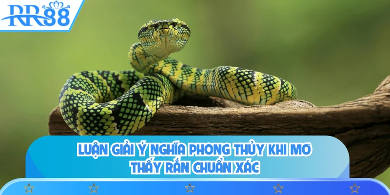 Luận giải ý nghĩa phong thủy khi mơ thấy rắn chuẩn xác